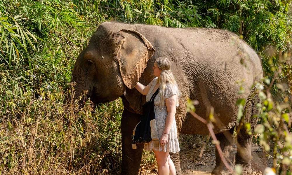 Rescue Focused Sanctuaries Providing Safe Futures For Previously Exploited Elephants