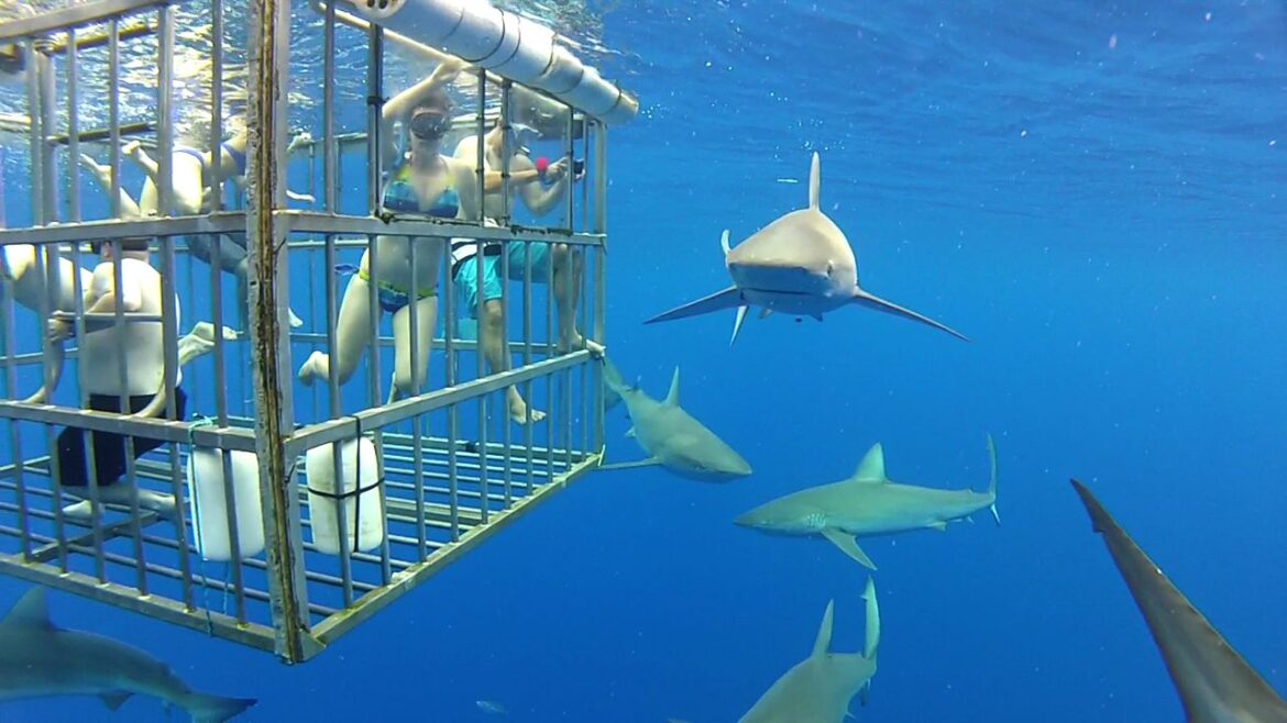 Shark Diving Safety: Essential Tips for Newbies